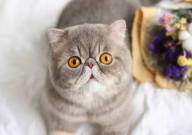 异国短毛猫的缺点(6点)