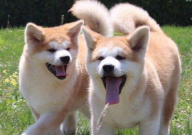 怎样训练秋田犬（大小便）