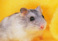 仓鼠能吃龙眼吗（怎么喂）