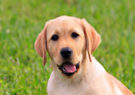 拉布拉多双血统是什么意思（有什么特征怎么看）