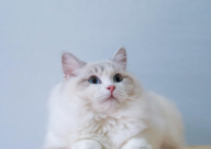 布偶猫与暹罗猫的区别(对比)