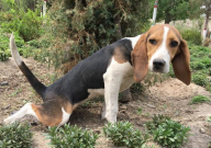 狗每年都要打狂犬疫苗吗(需要吗)