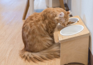 猫咪吃猫饭好还是猫粮好（选哪个）