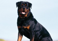 成年的罗威纳犬能换主人吗(认新主吗)