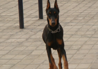 杜宾犬好养吗(新手适合养吗)