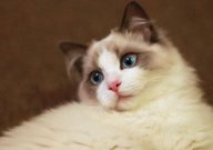 家里养布偶猫好吗（风水好吗）
