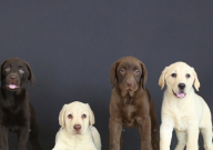 五个月的拉布拉多能卖多少钱（一只）