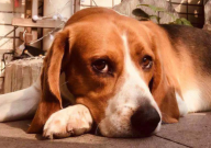 养狗的人容易得什么病(有什么症状)