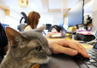 东京一公司雇11只猫减少班气(事半功倍)