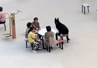 狗子坐凳子上听人唠嗑(笑麻了)