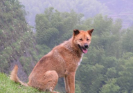 中华田园犬适合吃什么狗粮(牌子)