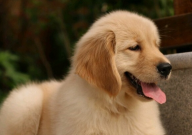 金毛什么颜色好看(又便宜)