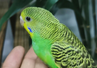 虎皮鹦鹉洗澡注意事项(有哪些)