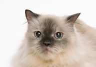 猫砂除臭珠有害吗(有毒吗)