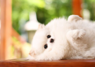 博美犬会掉毛吗（是什么原因）