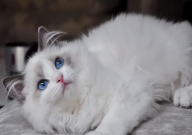 布偶猫一般要多少钱一只（幼崽）