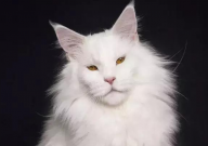 缅因猫怎么选（品相）