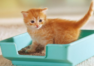 怎么防止猫砂外溅(方法)