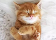 无谷猫粮有什么好处(功效)