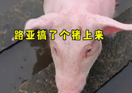 钓鱼时钓上一头活猪(哭笑不得)