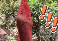 黔灵山公园猕猴被装袋挂树上（相关部门回应）