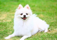 博美犬的饲养方法(照顾全攻略)