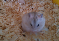 仓鼠可以吃月饼吗(为什么)