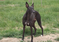 惠比特犬的优点(是什么)