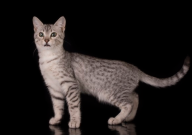 宠物猫可以吃带盐的东西吗(为什么)