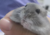 花鸟市场仓鼠怎么选（健康的）