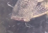 清道夫鱼生命力有多强（有多可怕）