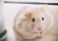 仓鼠可以吃芒果干吗(会死吗)