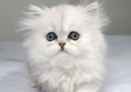 长不大的猫有哪些品种(名字)