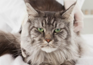 如何从俄罗斯买缅因猫（买回国）