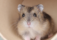 仓鼠可以吃甜玉米吗（熟的还是生的）