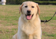 拉布拉多在楼上养行不(怎么养)