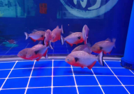 罗汉鱼躺缸是什么原因(治疗方法)