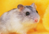 仓鼠容易死吗(为什么)