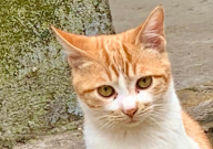 猫不打疫苗会怎样(有影响吗)