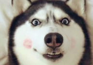 哈士奇打架真的弱吗（厉不厉害）