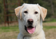 拉布拉多犬吃得多吗（食量大吗）