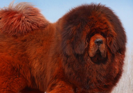 藏獒能打过比特犬吗(为什么)