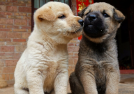 中华田园犬可以家养吗(适不适合)