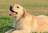 拉布拉多的毛是软的还是硬的(哪种好)