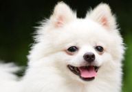 博美犬的性格（怎么样）