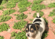 中华田园犬怎么选(看什么)