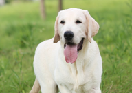 拉布拉多会拆家吗（好养吗）