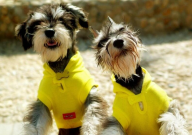 怎么训练雪纳瑞大小便(定点)