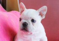 三亚哪里有卖宠物狗的地方(地址)