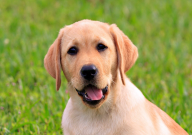 拉布拉多想上厕所的表现（是什么）